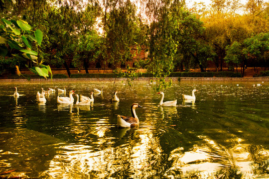 Early morning Ducks and Geese swimming in Lodi Garden in New Delhi