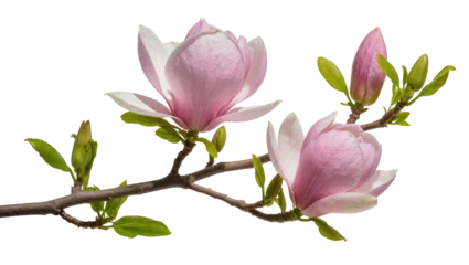 Fotobehang Magnolia Pink magnolia branch with buds, isolated on transparent background  © Nina