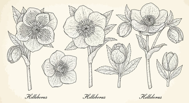 Vintage botanical sketch of hellebore flowers with detailed line art