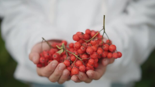 Caucasian hands cupping red rowan berries adult vendor presenting harvest, cupped palms full of clusters, white sweater sleeve, blurred garden background, warm market mood, abundance offering for sale