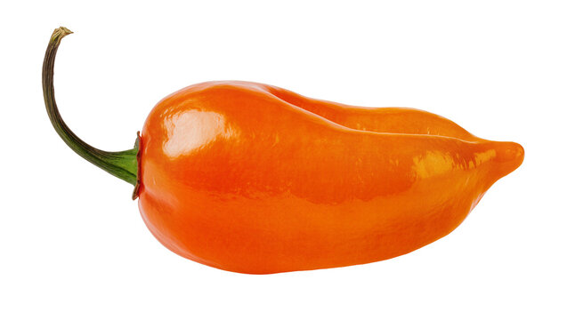 Shiny orange habanero pepper with green stem, isolated on transparent background