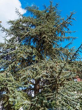 Cedrus libani 'Atlantica' | Atlas cedar, imposing tree with conical and wide crown, adorned with short bluish needles arranged in rosettes on ascending branches bearing ovoid male and female cones
