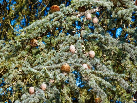  (Cedrus Atlantica) Branches of Atlas Cedar or Cedar of Lebanon covered with grey-blue needles in rosettes bearing yellow-brown ovoid males scaly cones and yellowish-red female cones 
