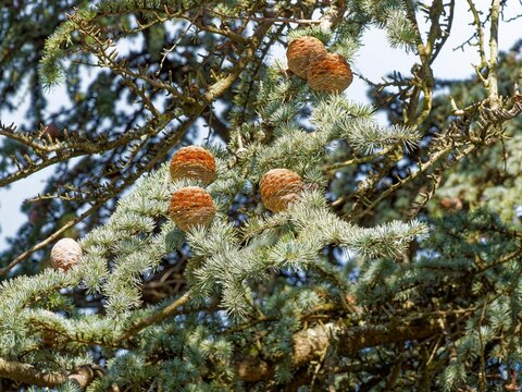 (Cedrus Atlantica) Branches of Atlas Cedar bearing decorative, upright male cones with yellowish pollen and reddish-yellow female cones, oblong and ovoid in shape, with flattened top

