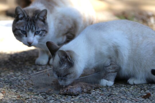 Colonia felina