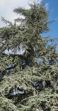 Cedrus libani 'Atlantica' - Atlas cedar - Blue cedar - Silver cedar. Large ornamental coniferous tree with conical shape, grey-blue needles, and decorative reddish-brown cones
