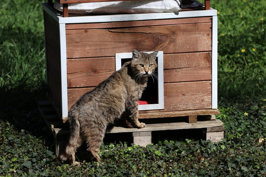 Colonia felina