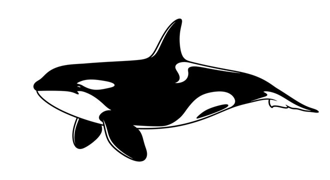 Orca silhouette art: dynamic black and white killer whale design