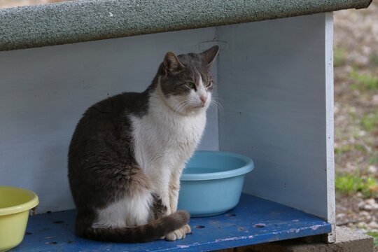 Colonia felina