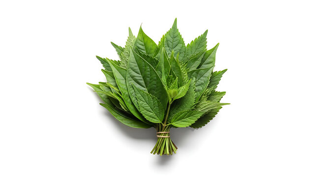 Fresh green perilla leaves bundled together used in korean and japanese cuisine for wrapping.