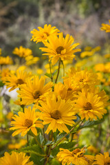 Echinacea flowers with yellow petals in garden. Summer flower as background