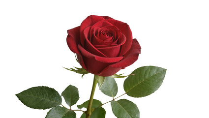 Naklejka premium Vibrant deep red rose bloom with lush green stem and leaves, perfectly isolated on transparent background