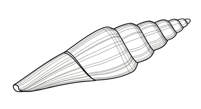 Detailed outline drawing of spiral sea shell with intricate lines
