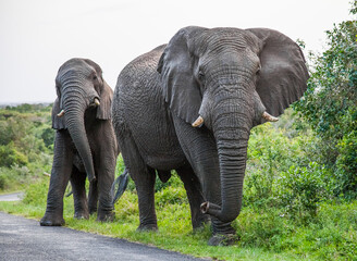 Obraz premium The elephants (Loxodonta) in the Isimangiso wetland near St. Lucia in South Africa are notable for their size.