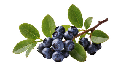 Fresh dark blue blueberries on a small brown branch with vibrant green leaves, isolated on transparent background for healthy food © Cristian