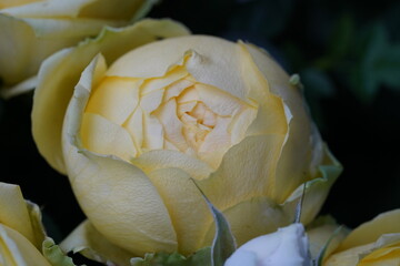 Obraz premium Close Up of a Yellow Rose Bud