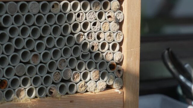 Close-up Of Mason Bees Flying In And Out Of A Solitary Bee Hotel In Springtime