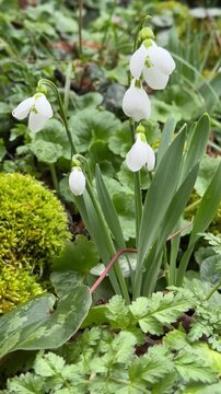 Natural bokeh background for snowdrop portrait photography.