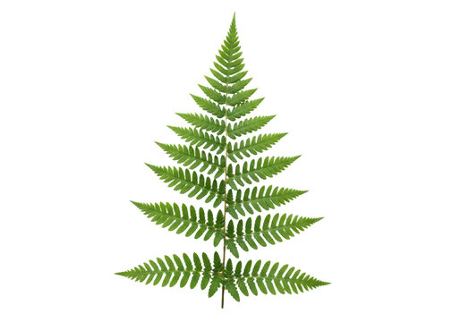 Green fern leaf isolated on transparent background