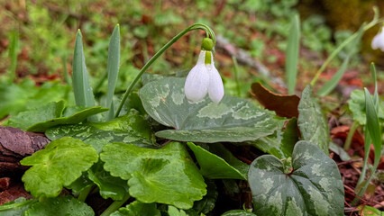 Blurred bokeh background highlighting a cluster of snowdrops.