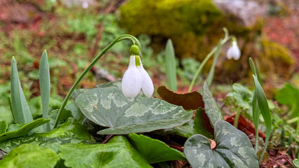 Droplets of water on many delicate snowdrop flower petals.