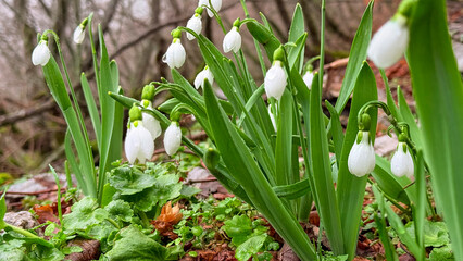 Spring forest view with abundant white snowdrop blooms.
