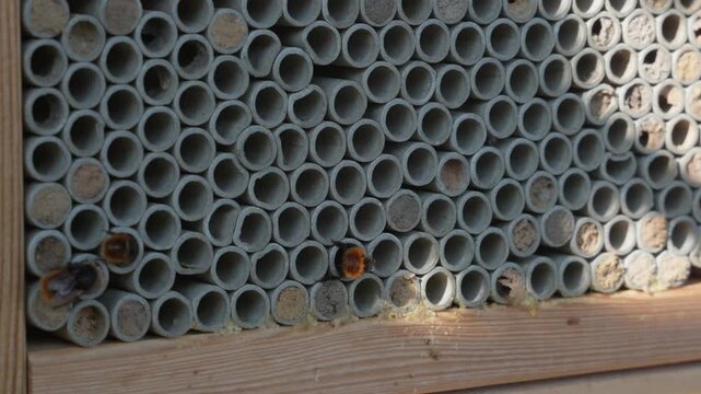 Solitary Mason Bees Actively Flying In and Out of a Bee Hotel for Pollination and Conservation