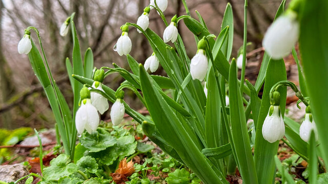 Close-up of snowdrop flowers with rain droplets in nature.