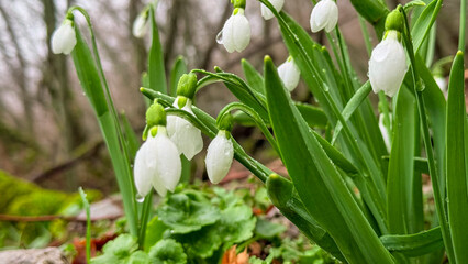 Group of snowdrop flowers (Galanthus) after a spring rain.