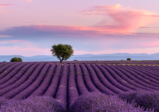 lavender field in provence france