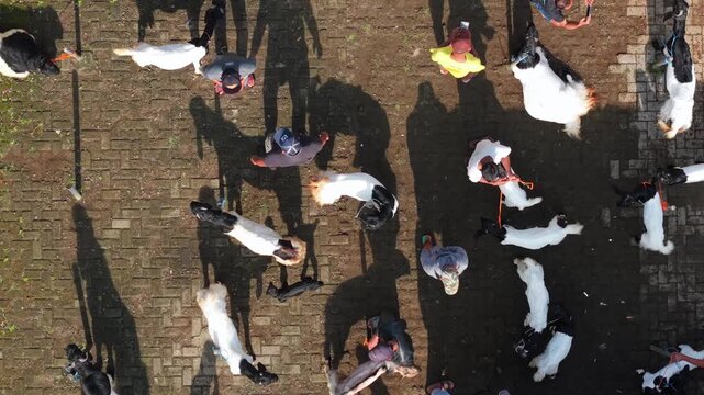 Purworejo Regency, Indonesia - 13 March 2026: Aerial view of goats and their shadows cast on the brick-paved ground in Kaligesing Goat Market.