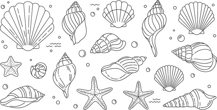 Diverse collection of marine shells and starfish line drawings Vector