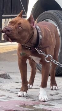Adult brown Pitbull terrier on a leash in an urban setting