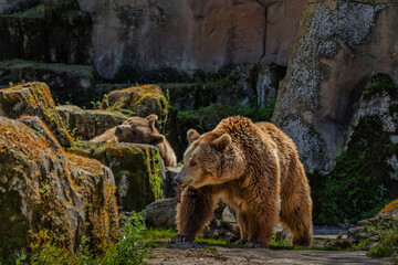Adult brown bear and cub in a rocky environment with natural light and detailed texture © perpis