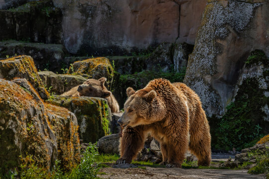 Adult brown bear and cub in a rocky environment with natural light and detailed texture