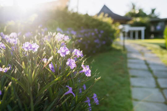 Purple Ruellia simplex flowers blooming in tropical resort garden.