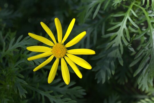 Vibrant yellow bush Daisy (Euryops Pectinatus) in full bloom.