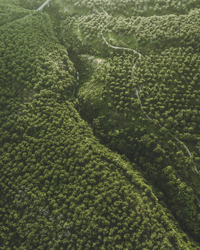 Aerial view of the lush green forests of Mount Terminio featuring a deep ravine and a winding mountain path Sala, Campania, Italy.