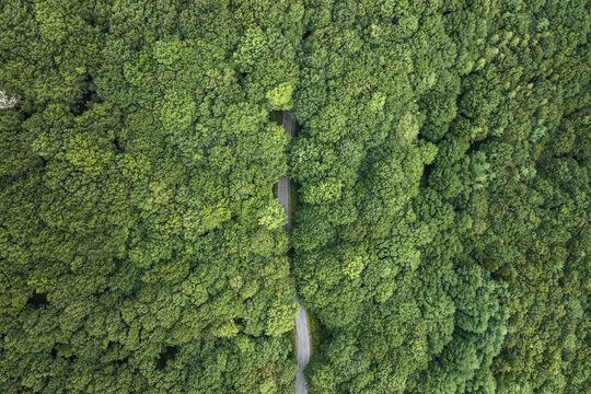 Aerial view of a narrow winding road cutting through the dense green canopy of a lush forest on Mount Terminio in Sala, Campania, Italy.