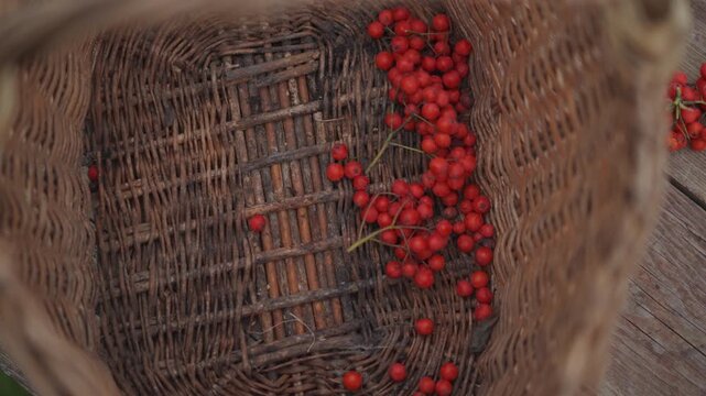 Closeup woven basket with red berries. Rustic autumn harvest scene showing scattered berries resting on wicker bottom, warm natural light highlighting detailed fiber texture and glossy fruit, slow pan