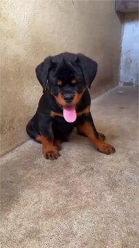 Adorable Rottweiler puppy sitting and looking around.