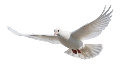 Obraz premium White dove with outstretched wings flying gracefully, isolated on transparent background