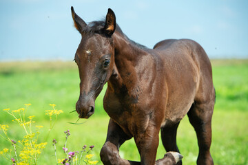 Naklejka premium close up portrait of beautiful black foal of sportive breed walking freely in field. sunny day