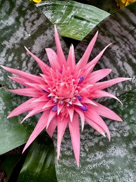 Bright pink tropical flower close up with green leaves background