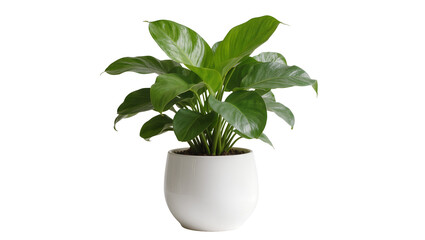 Fototapeta premium Lush green potted plant in a smooth white pot, isolated on transparent background