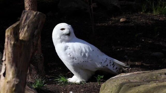 Snowy owl, Bubo scandiacus, bird of the Strigidae family. With a yellow eye