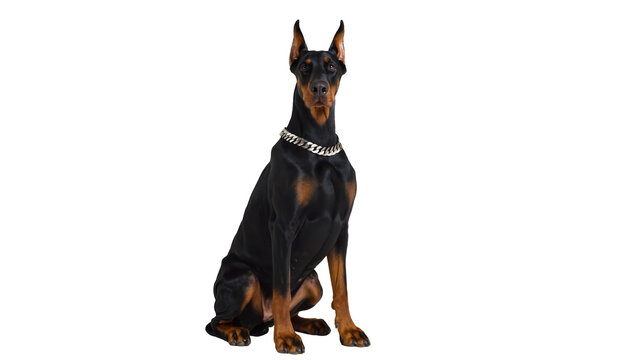 Doberman silver collar sitting, isolated on transparent background