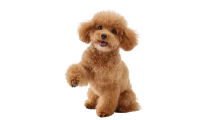 Fotobehang Hond Fluffy apricot poodle sitting paw raised, isolated on transparent background  © Dan