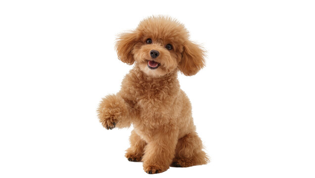 Fluffy apricot poodle sitting paw raised, isolated on transparent background