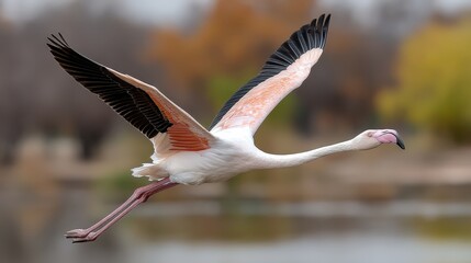 Fototapeta premium A pink flamingo is taking flight over the clear water after launching from rocky terrain near the shore under bright sunlight